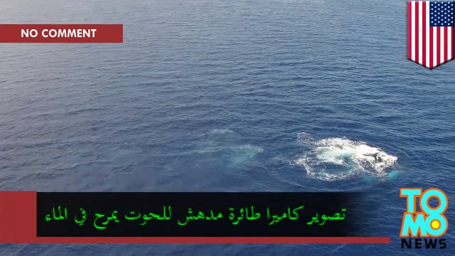 حوت يخبط ذيله على سطح الماء بعدسة كاميرا طائرة درون