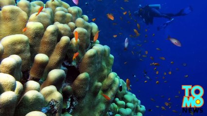 المئات من سرطان البحر تتجمع فوق بعضها أثناء الجماع مشكلة هرماً كبيراً