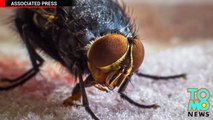 فيديو صور في نيوزيلاندا تظهر فيه حشرة طماعة يلتصق لسانها على شرحة لحم مجمدة