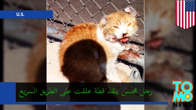 رجل محسن ينقذ قطة على طريق فونيكس السريع في أريزونا الأمريكية