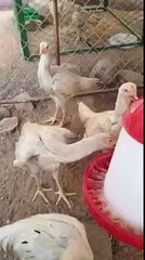 دجاج هندي هراتي Chicken ornamental in saudi arabia