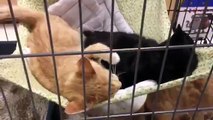 Couldn't resist videotaping these two cute kittens