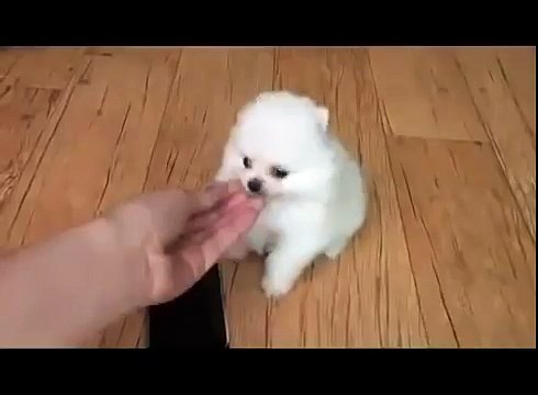 Tiniest and Cutest Teacup Pomeranian Puppy!