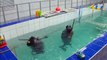 Russie : deux phoques réalisent un numéro pour fêter la victoire des Alliés