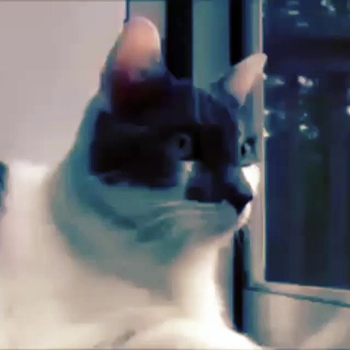 Funny Cat Makes War ! - Кот Ведет Перестрелку - Прикол !
