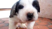 Achille1