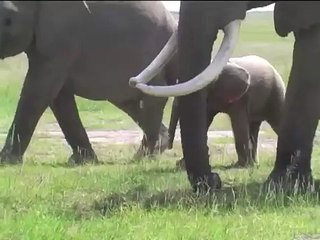 Albino elephant calf born to JB family in Amboseli