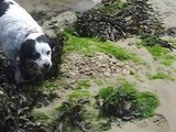 Becks (dog) having fun on the beach