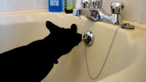 Stan (cat) drinking from the bath taps