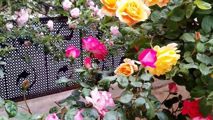 اجمل حديقة ورود في العالم - صباح الخير من عمان الاردن