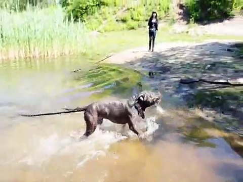 Teriery typu bull - jakie są naprawdę? (amstaff/pitbull/bulterier)