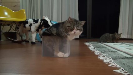 Главное стремление: как определить и реализовать свои мечты ✨