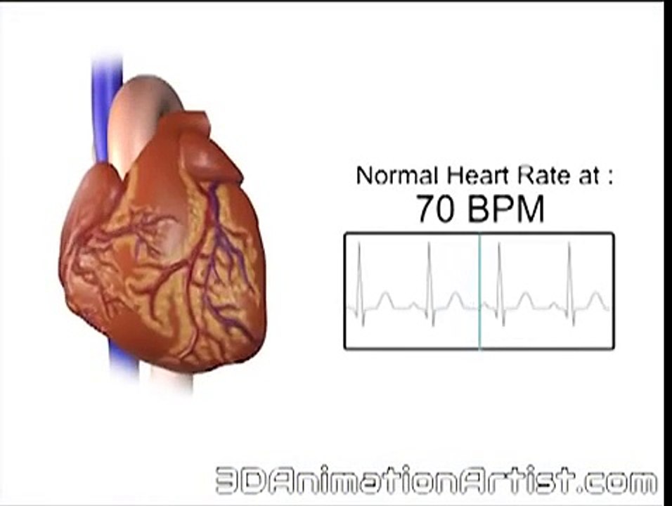 Normal Vs Accelerated Heart Rate