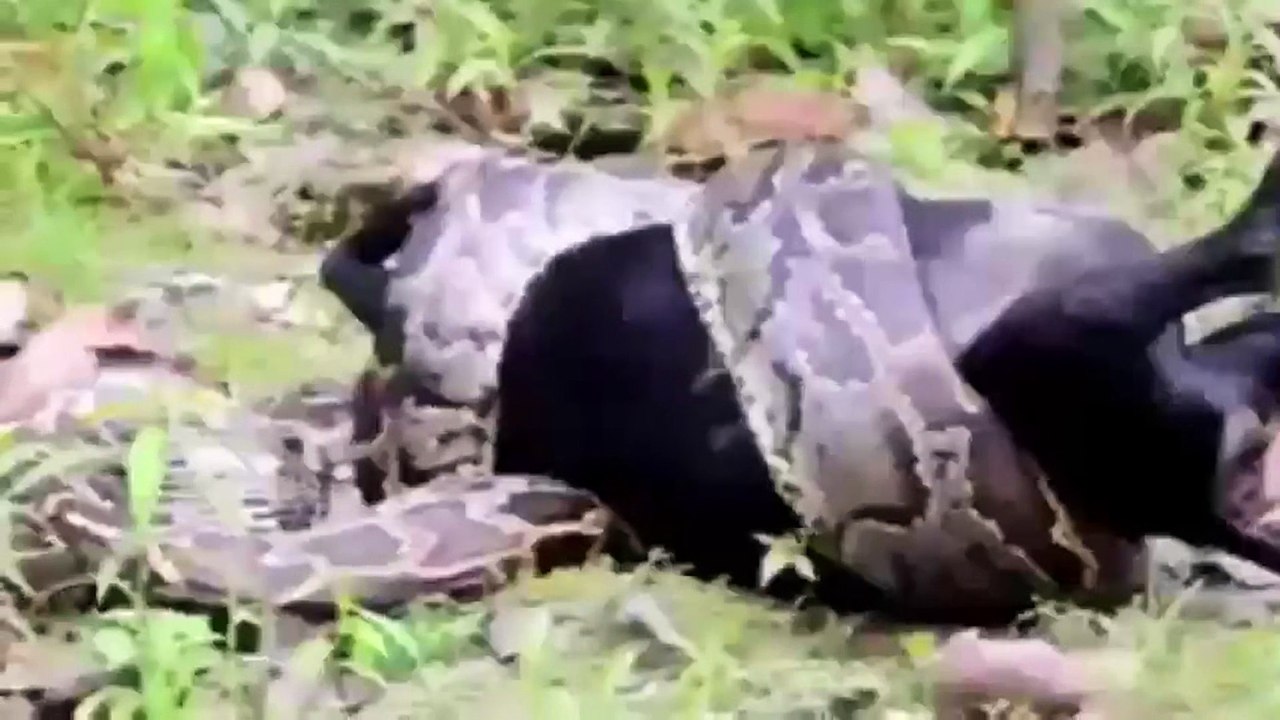Piton keçiyi yuttu