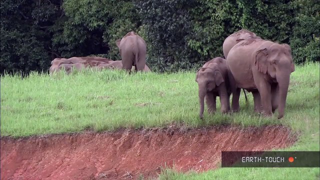 Endangered animals: Bluefin tuna & Asian elephants