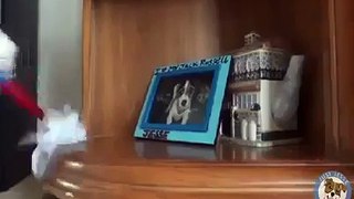 Useful Dogs Tricks Video