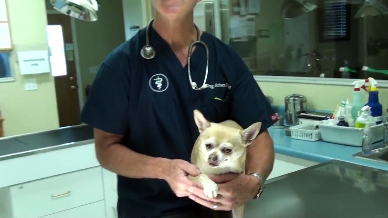 Limping Dog:Things to Check Out