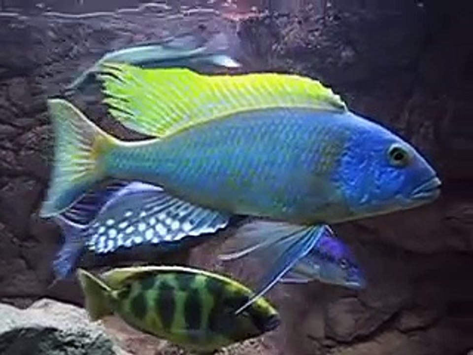 Malawi cichlids tank