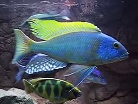 Malawi cichlids tank