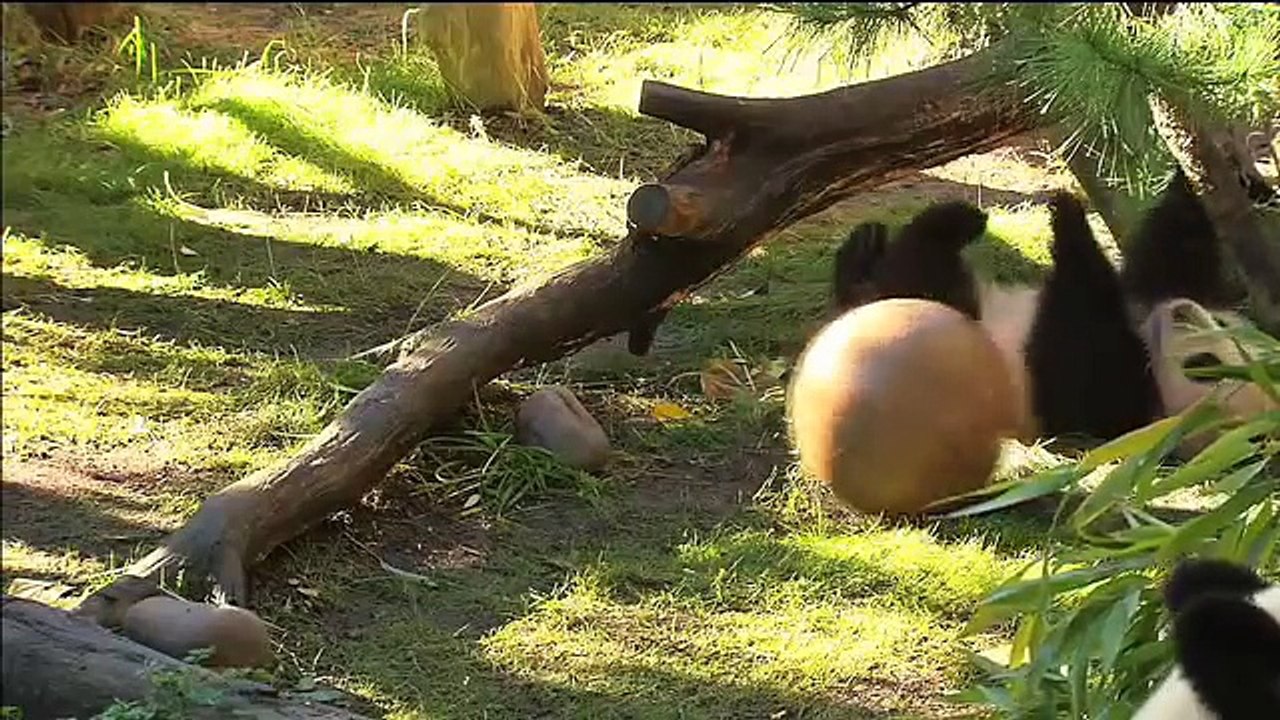 PANDA TALES | PBS