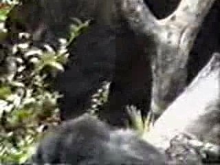 singe tombe dans les pommes