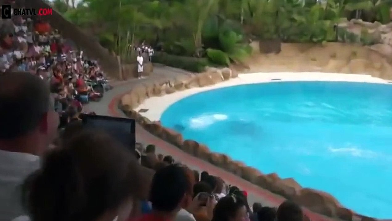 Dolphin Tales Show Amazing