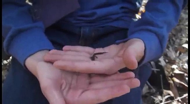 Hunting Salamanders At Salamander Stream!