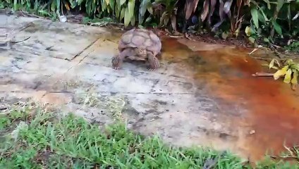 Feeding Scooter, the 60 pound Sulcata Tortoise