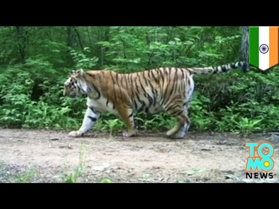 Tiger attack: toothless Bengal tiger claws woman to death in India