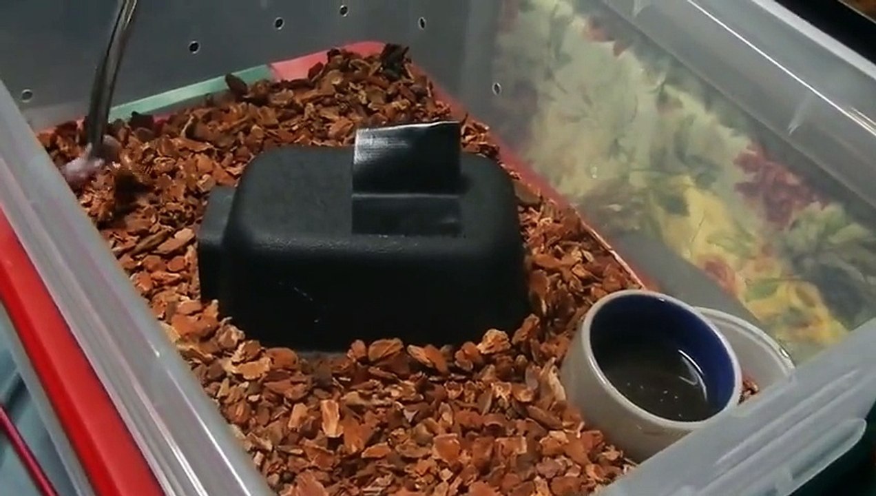 Female (B) Samar Cobra Feeding