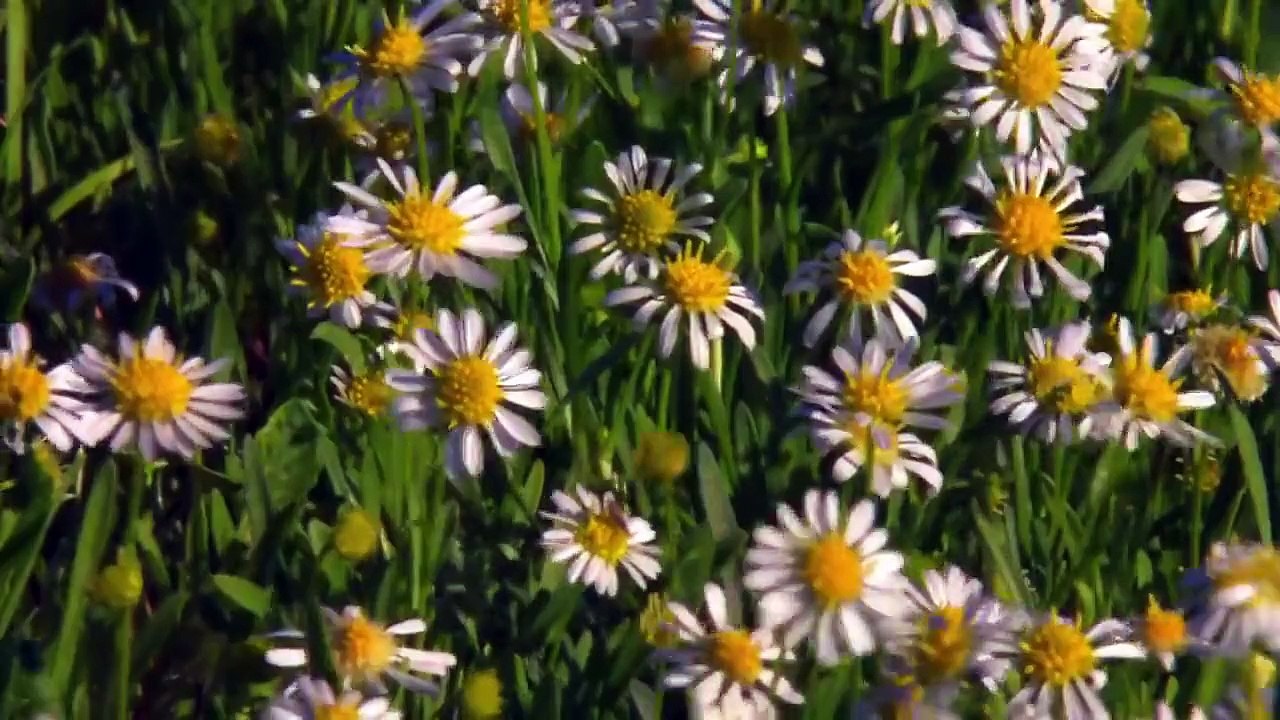 Parrots - Majestic Birds