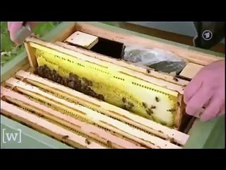 P.1/ BLUE BEAM PROJECT