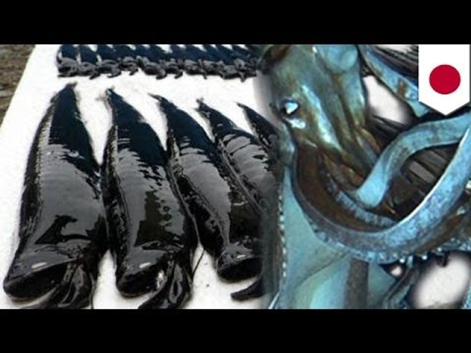 謎の深海魚が大漁　海に異変か