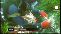 euronews science - اكتشاف انواع جديدة من نجم البحر في شوطئ البيرو