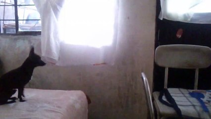 perro chihuahueño recibe a su dueño (vean como lo recibe)