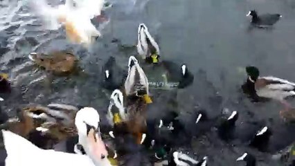 Feeding Gull,Swan,Duck and Eurasian Coot (Fulica atra)1