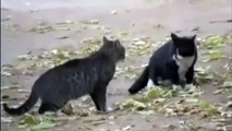Best Funny Videos - Funny Cats- Funny Cat Videos - Funny Fails - Funny Vines - Funny Animals