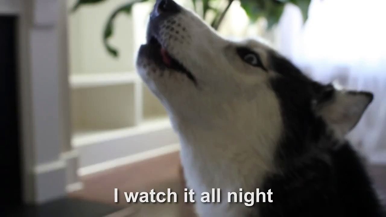 Mishka says "Pikachu" - Husky Dog Talking