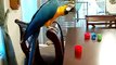 Can you handle a day with M2, Blue Gold Macaw, Umbrella Cockatoo, Goffin Cockatoo, and a Keet
