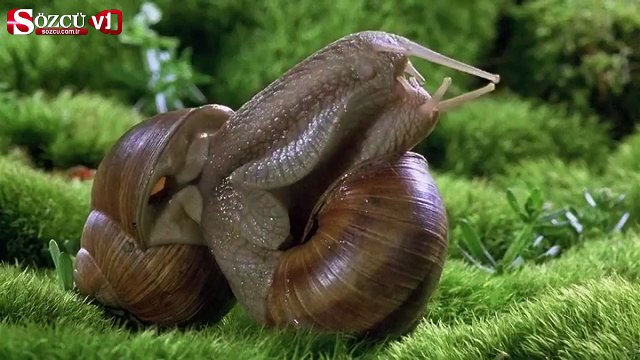 Sümüklü böcekler nasıl aşk yaşar!