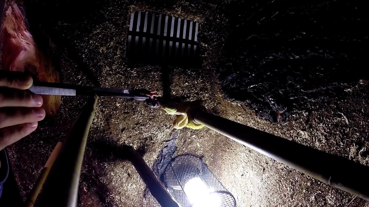 Morelia viridis - feeding, karmienie 4