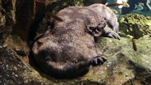 GIANT SALAMANDER EMERGES FROM RIVER IN JAPAN