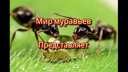 Мир муравьев. Как сделать вертикальный формикарий? #16 часть 1