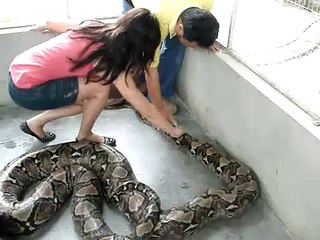 With a 15+ ft reticulated python - Penang, Malaysia