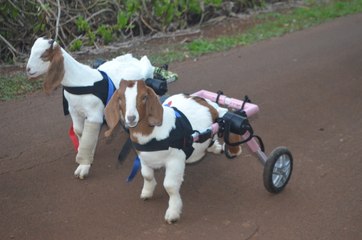 UPDATE: Goatcart Twins Love Their New Sets of Wheels