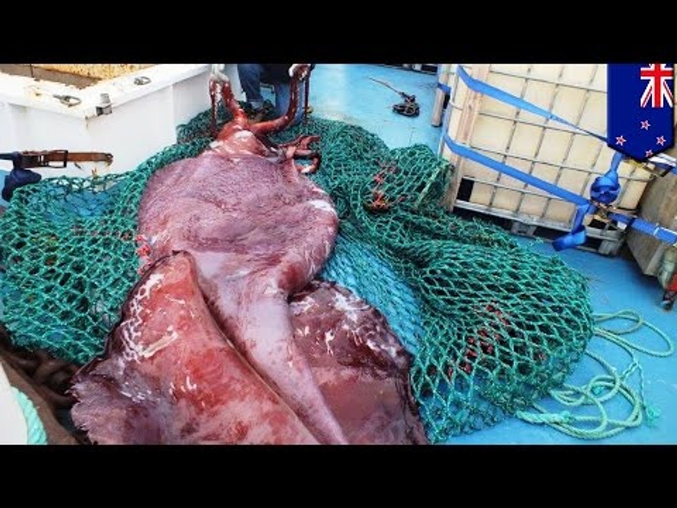 Kraken found? Giant colossal squid dissected by New Zealand scientists at Te Papa museum