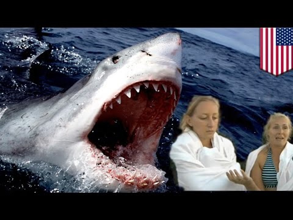 Great white shark attack! Massachusetts kayakers survive jaws of a Great White