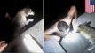 Drowning dog rescued from Texas harbor by good cop