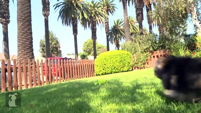 Prancing Yorkie Puppies Make Your Day Great! - Puppy Love