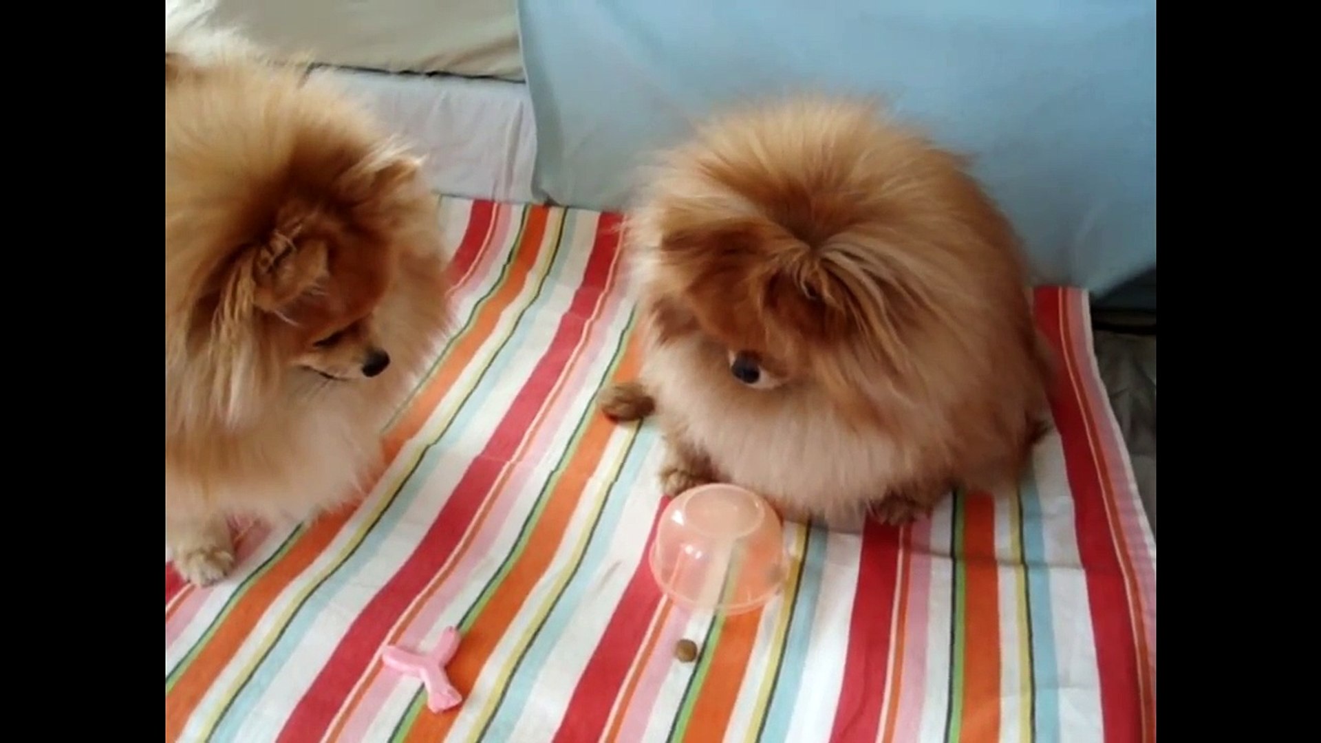 Pomeranian Puppies Cute Pet Pom Poms Cutiest Pomeranians Dwarf Spitz Puppy Compilation Zwergspitz Video Dailymotion